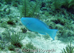 Parrot fish on the Inside Reef at Lauderdale by the Sea by Michael Kovach 